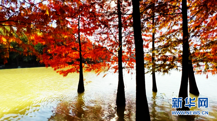 安徽颍上：皖北水乡 湖光“杉”色