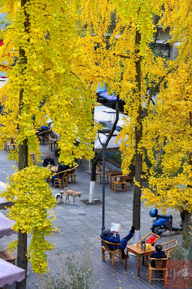 成都满城金黄又是一年银杏季