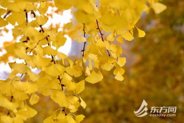 【区县新闻】来上海长宁邂逅季节限定的“银杏黄”