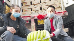 500吨老挝香蕉抢“鲜”抵达长沙