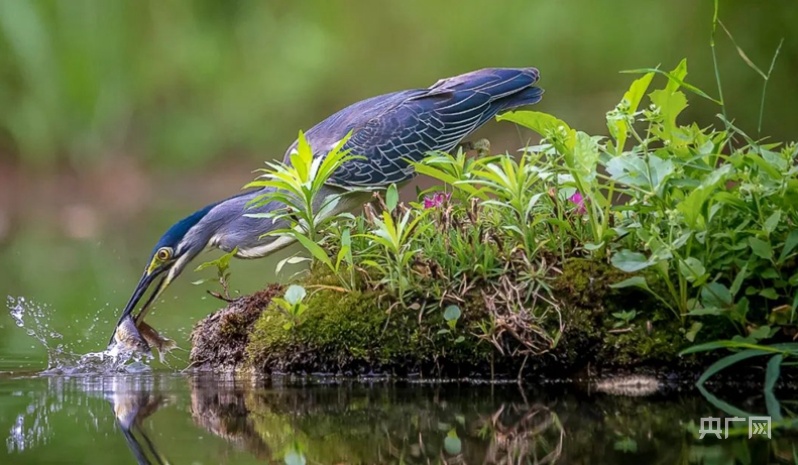 山东潍坊临朐：生态好不好 鸟儿最知道