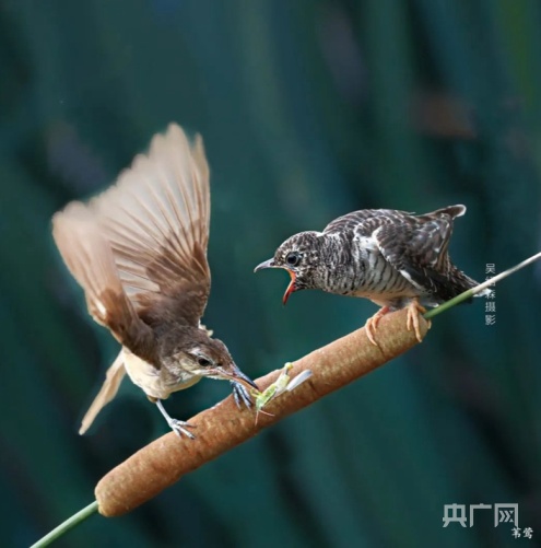 山东潍坊临朐：生态好不好 鸟儿最知道