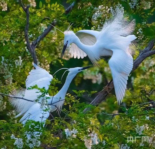 山东潍坊临朐：生态好不好 鸟儿最知道