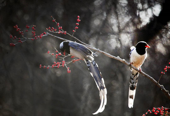 初冬，红嘴蓝鹊捕食欢_fororder_2