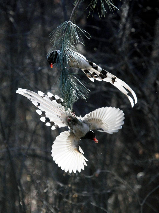 初冬，红嘴蓝鹊捕食欢_fororder_5