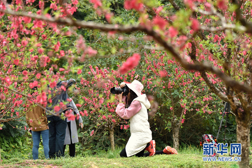 桃花綻放滿園春