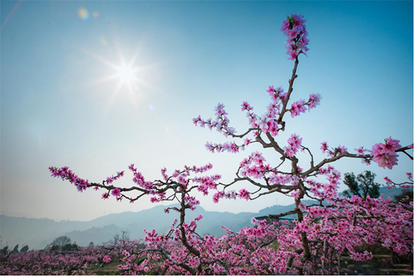 天府旅游名村桃源村：打造全域乡村旅游新高地_fororder_未标题-1