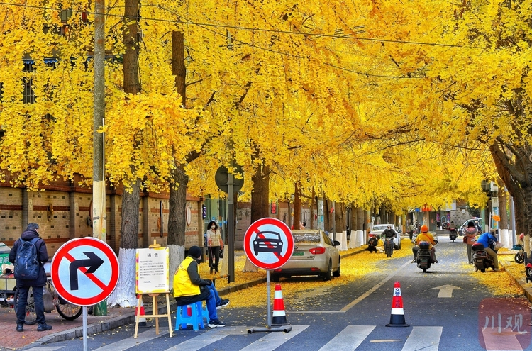 成都满城金黄又是一年银杏季
