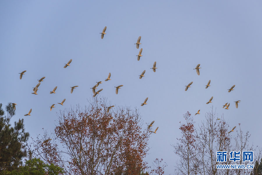 廣西德保：鄉村生態美 白鷺展翅飛