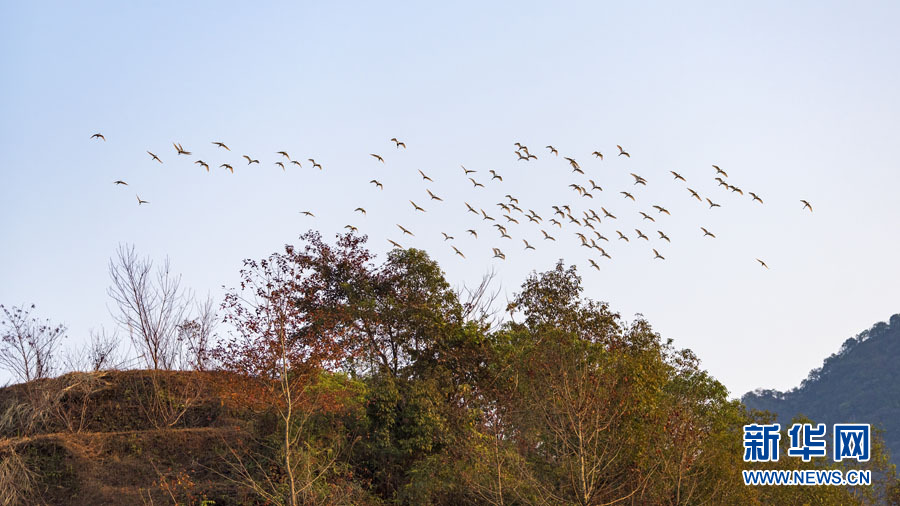 廣西德保：鄉村生態美 白鷺展翅飛