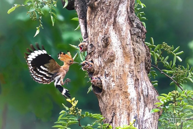 山东潍坊临朐：生态好不好 鸟儿最知道
