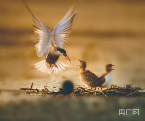 山东潍坊临朐：生态好不好 鸟儿最知道