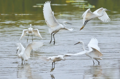 北京城市副中心绿色福利人人共享