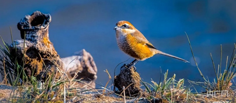山东潍坊临朐：生态好不好 鸟儿最知道