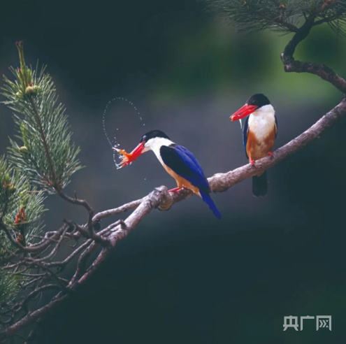 山东潍坊临朐：生态好不好 鸟儿最知道