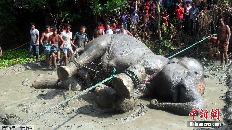 大象因洪水從印度逃入孟加拉 官員村民合力解救