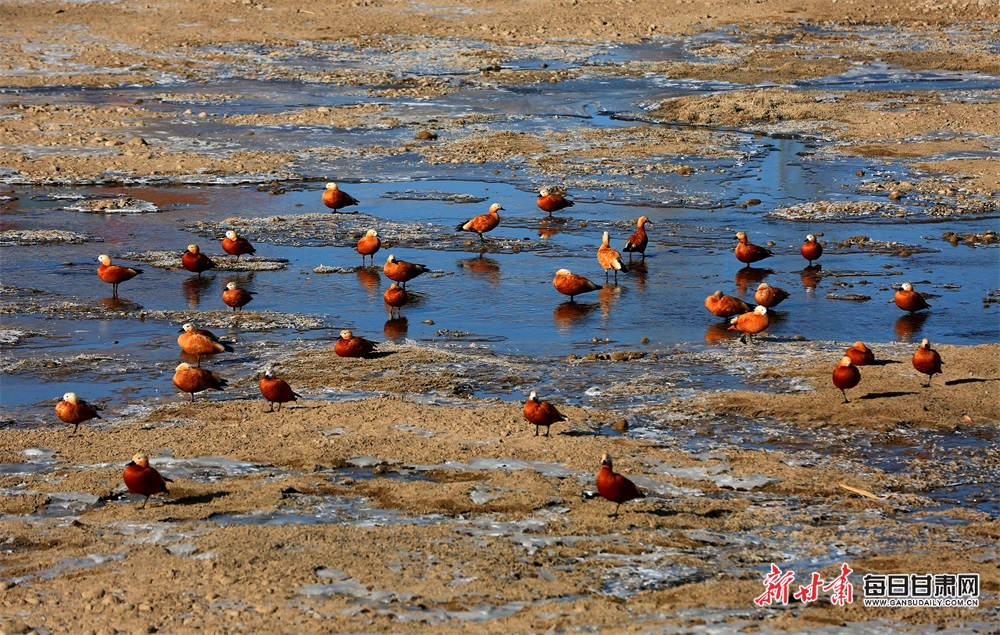 【轮播图】张掖湿地引来大批候鸟栖息_fororder_1