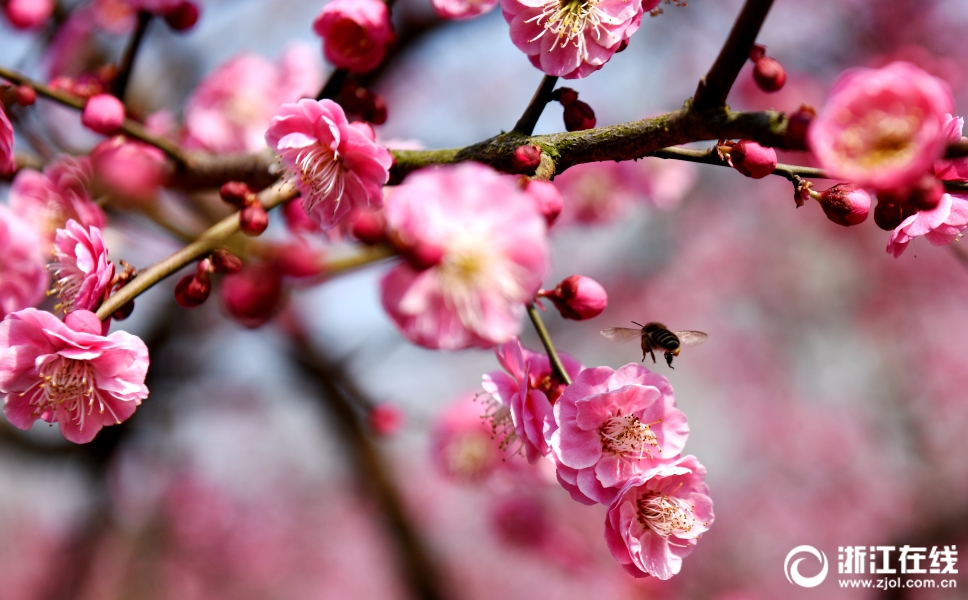 杭州：西湖孤山 梅红柳绿