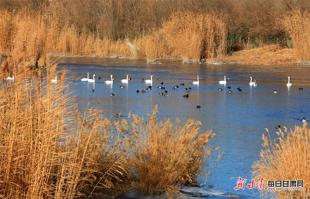 【轮播图】张掖湿地引来大批候鸟栖息_fororder_5