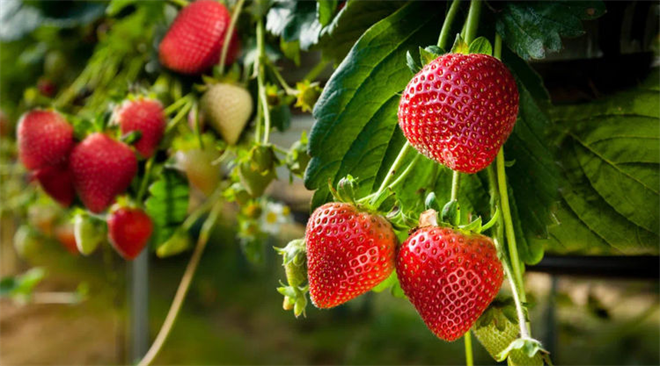 西安高新区：让草莓变“网红” 助力乡村振兴_fororder_图片10