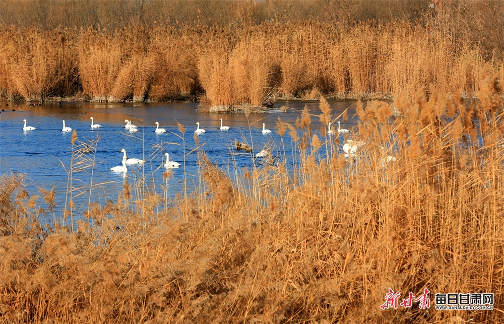 【轮播图】张掖湿地引来大批候鸟栖息_fororder_3