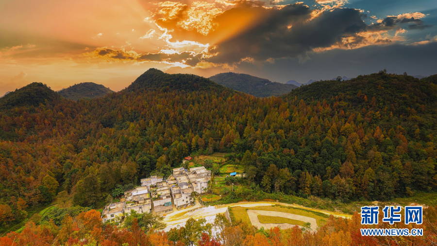 廣西百色:晚霞映紅楓 唯美如油畫