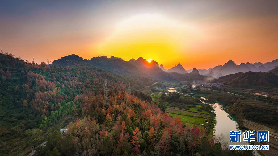 廣西百色:晚霞映紅楓 唯美如油畫