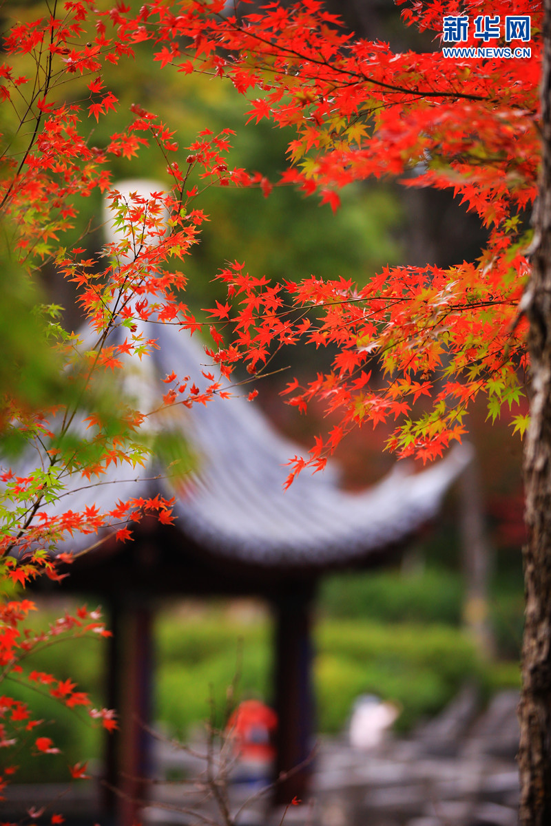 南京棲霞山迎來最美“楓”景