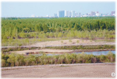 【新时代的奋斗者】“甄傻”治沙:15年植树600万株,9万亩沙岛变绿洲