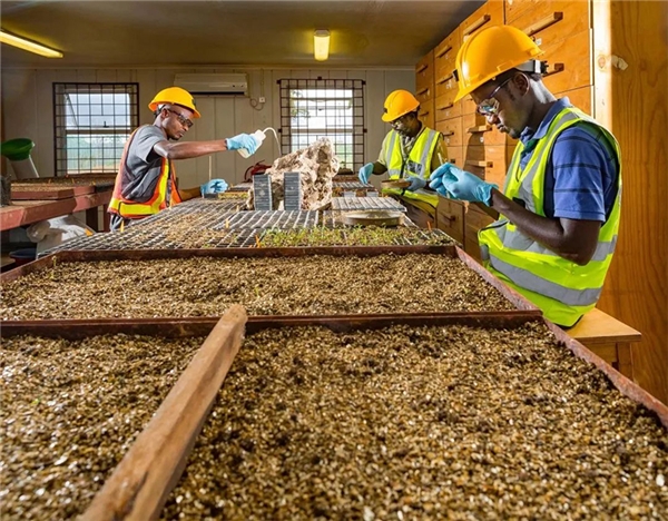 赢得世界“喝彩”！洛阳钼业做对了什么？