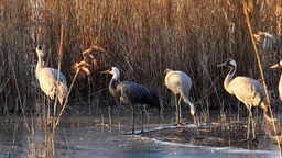 国家一级保护鸟类白头鹤首次在河北衡水湖“越冬”