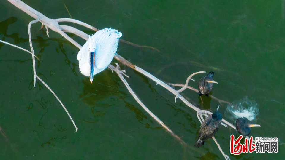 國家一級保護鳥類白頭鶴首次在河北衡水湖“越冬”_fororder_4