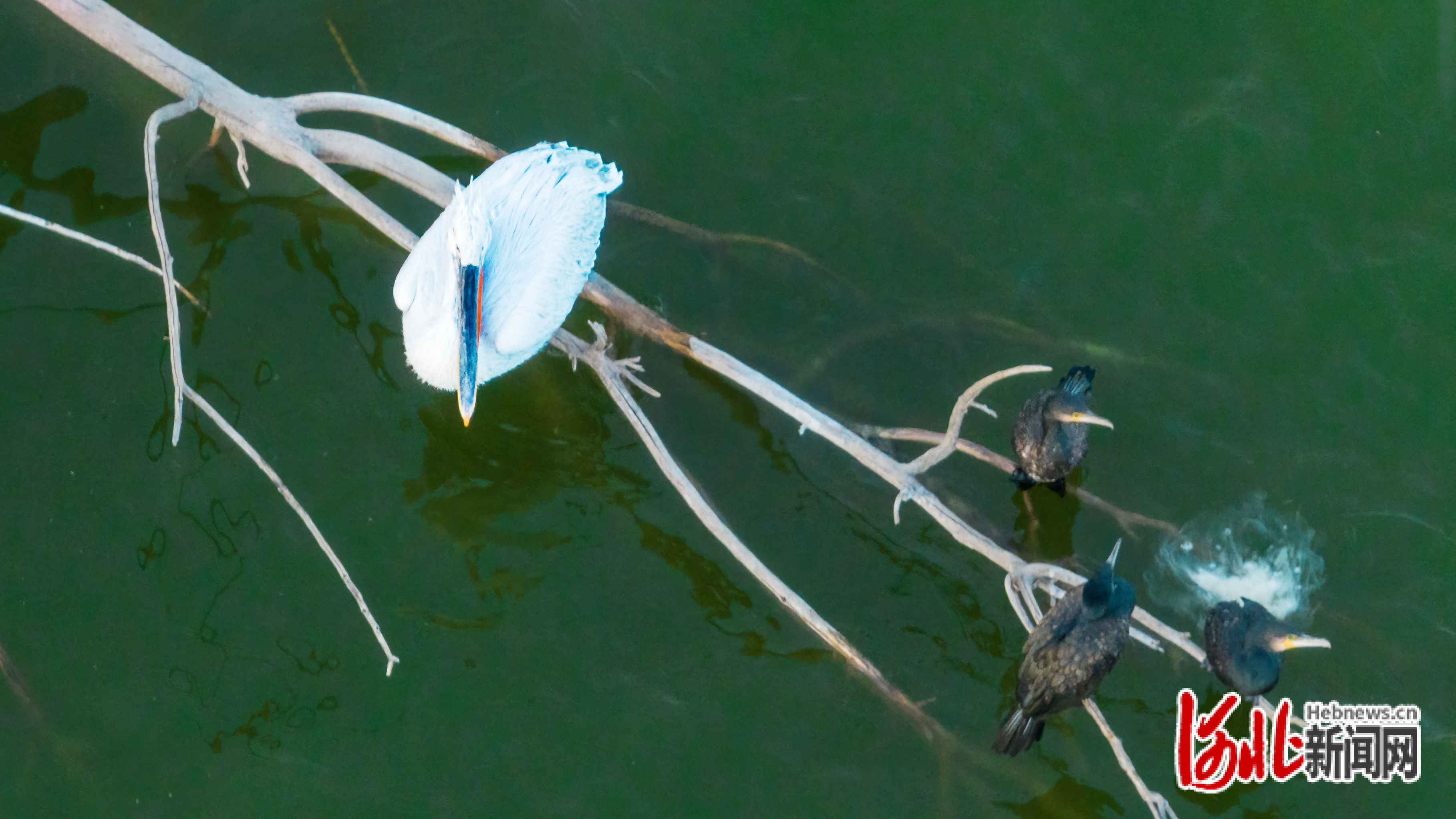 国家一级保护鸟类白头鹤首次在河北衡水湖“越冬”_fororder_4
