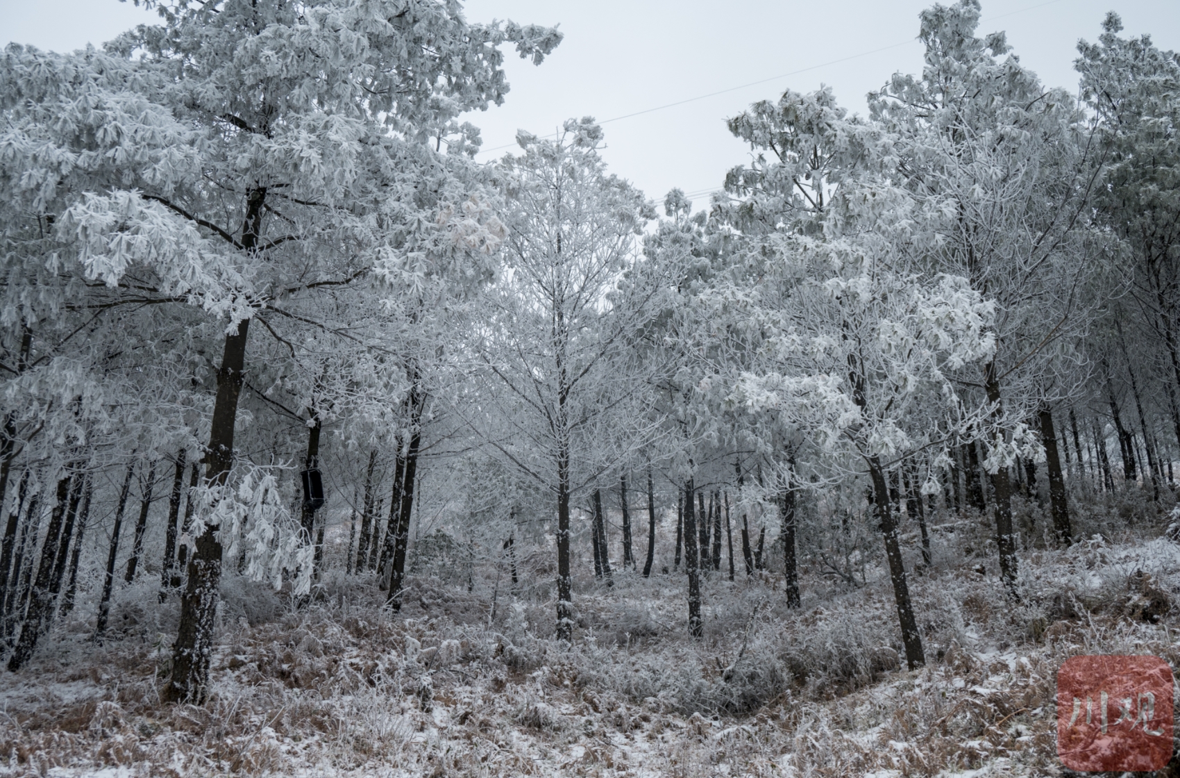 （转载）凉山小相岭迎降雪 满眼北国风光