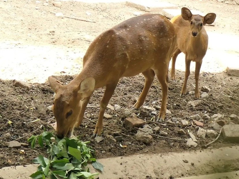 【图说上海】上海动物园豚鹿家族喜迎新成员