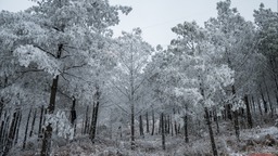 （转载）凉山小相岭迎降雪 满眼北国风光