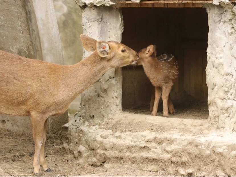 【图说上海】上海动物园豚鹿家族喜迎新成员