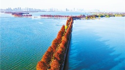 武汉东湖绿道湖中道层林尽染