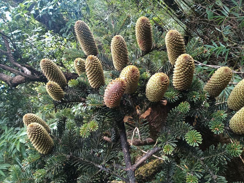 广西积极拯救“植物界熊猫”元宝山冷杉