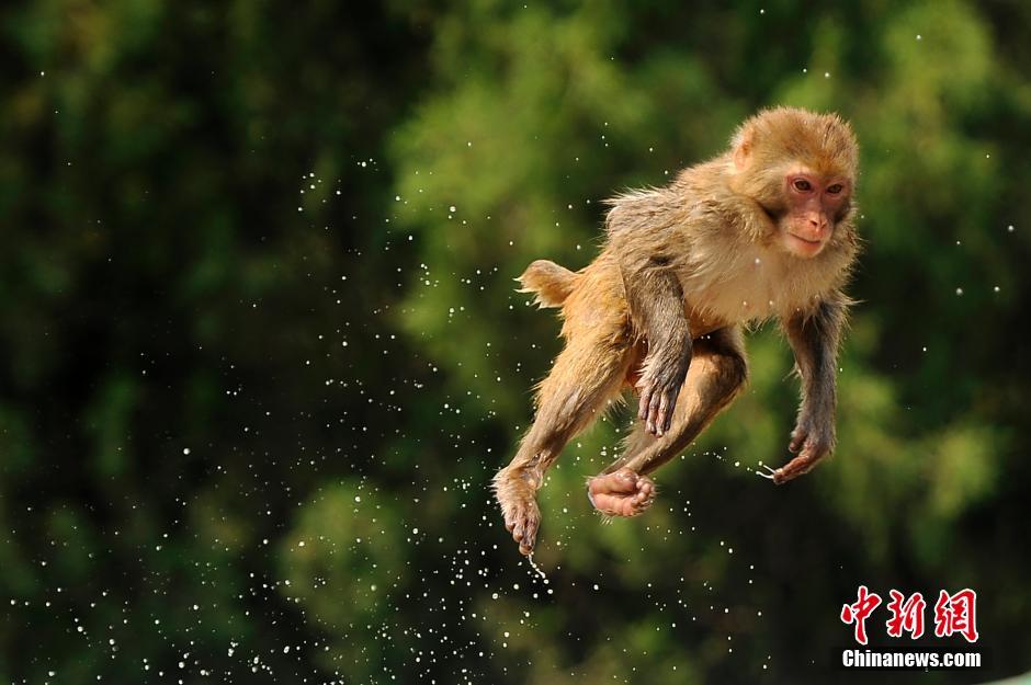 一只猴子腾空跃起. 韦亮 摄
