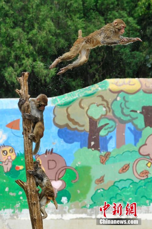 群猴玩高台跳水 场面堪称"动物奥运会"(组图)