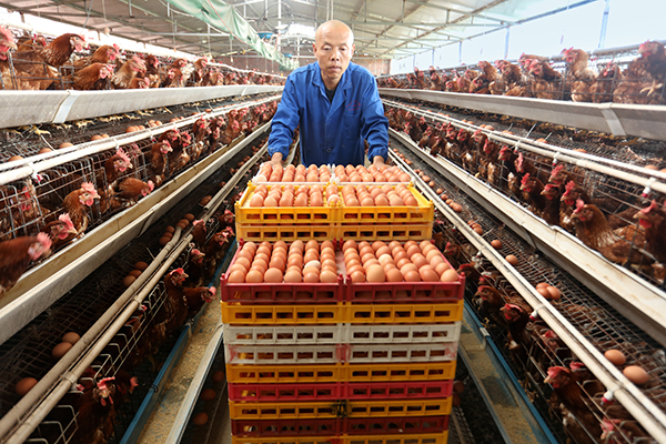 眉山仁寿：坚持党建引领 赋能乡村振兴_fororder_仁寿县慈航镇三台社区规模化发展的养殖业-供图-仁寿县委宣传部-(1)