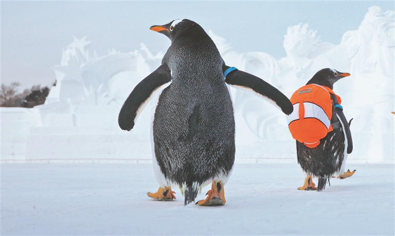 “淘学企鹅”组团游雪博会
