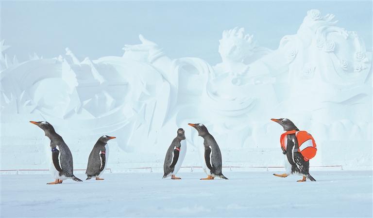 “淘学企鹅”组团游雪博会