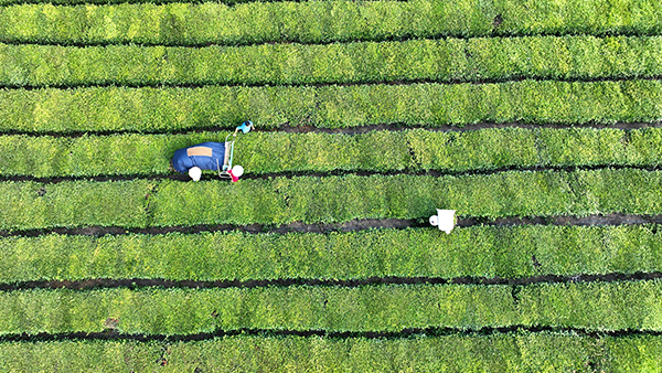 眉山仁寿：坚持党建引领 赋能乡村振兴_fororder_返乡创业的党员带动群众规模发展茶叶产业-供图-仁寿县委宣传部