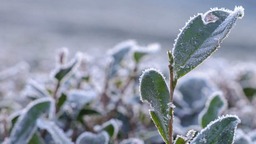 德清：茶園寒霜如雪