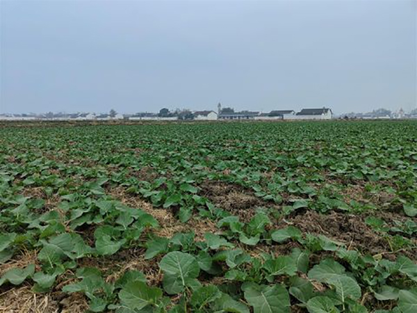 德阳市旌阳区：农技专家田间“把脉开方” 力保油菜安全越冬_fororder_QQ图片20221222110224