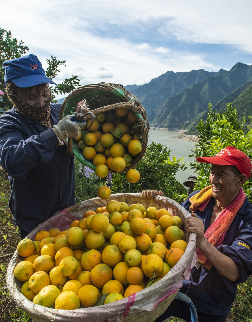 以习近平同志为核心的党中央引领推进新时代农业农村现代化事业述评