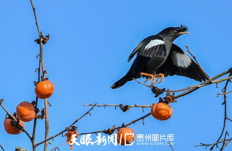 貴陽南明：冬暖柿紅鳥歡