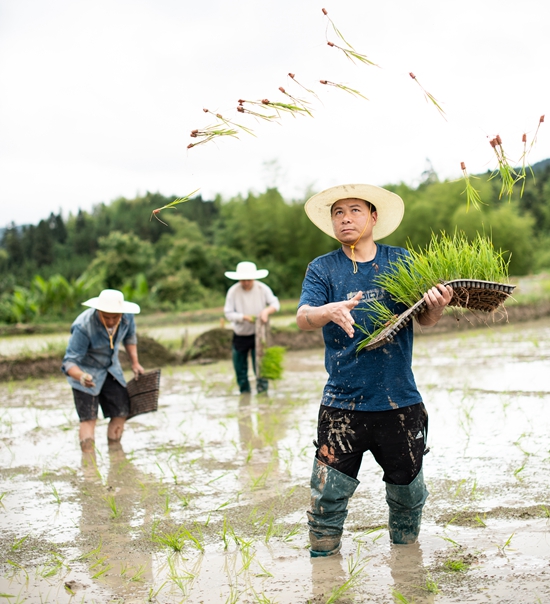 贵州天柱：438亩优质稻香飘山外_fororder_上花村村干和群众抛苗移栽。